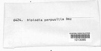 Microdiplodia perpusilla image